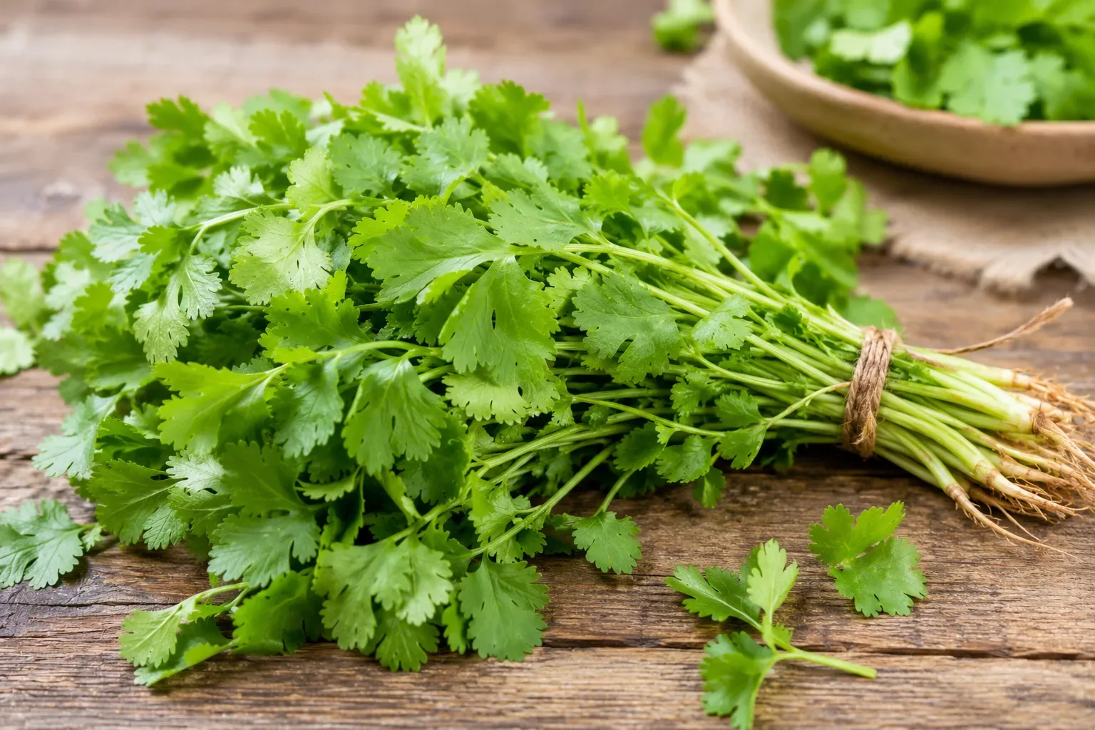 Cilantro: The Fragrant Herb That Elevates Your Dishes